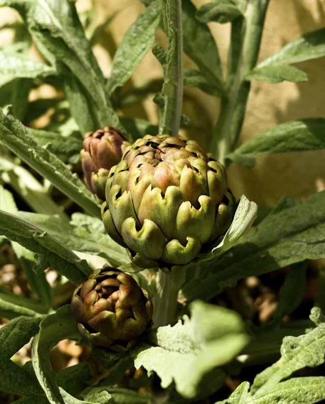 Redécouvrez la délicatesse de l'artichaut poivrade en barigoule, bientôt à la carte. Rendez-vous le 12 février.
•
Rediscover the delicacy of artichoke poivrade in barigoule style, soon on the menu. Available on 12 February.

#estoublon #latabledestoublon #restaurantprovence #alpilles #bauxdeprovence #fontvieille #food #restaurant #artichaut